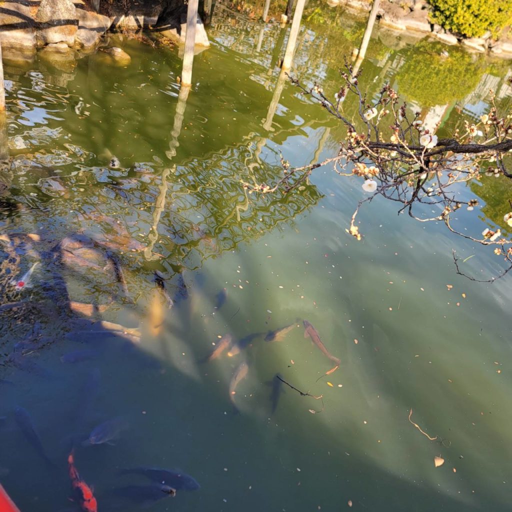 亀戸天神社の鯉